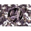 Generic Purple Basil (Ocimum basilicum) Italian Armenian Greek Basil Caffeine