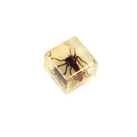 REALBUG Real Spider in an Acrylic Glow in The Dark Cube with Magnet
