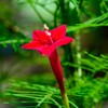 Outsidepride Red Cypress Vine Seeds - 100 Seeds