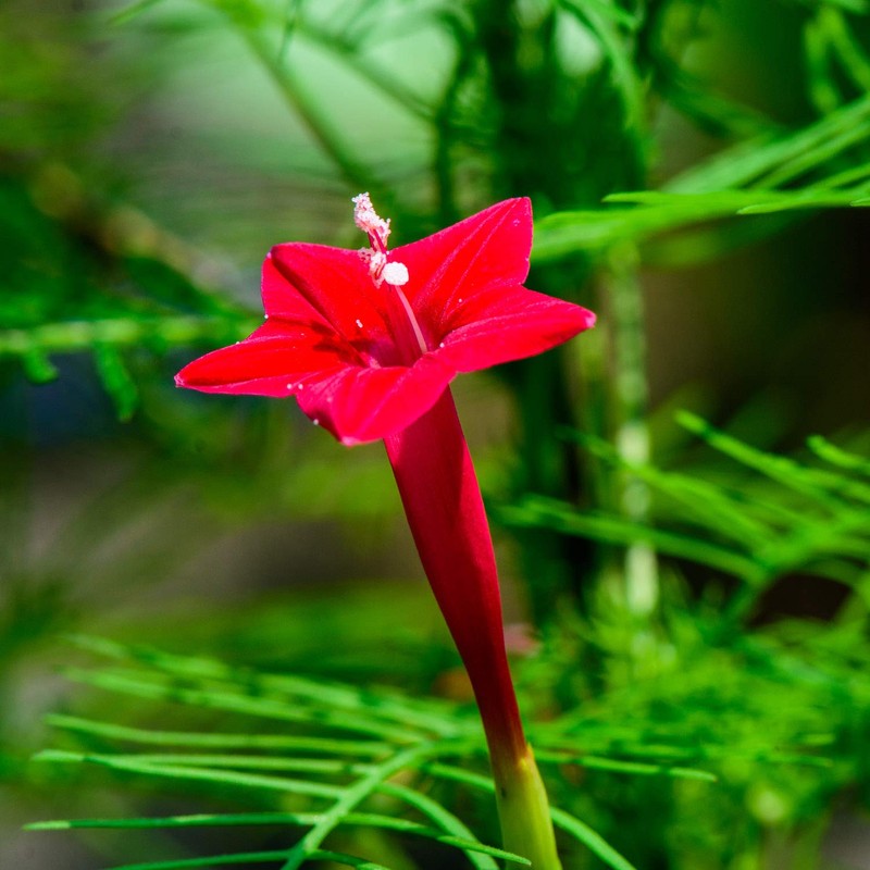 Outsidepride Red Cypress Vine Seeds - 100 Seeds