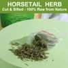 FullChea - Horsetail Tea, 1.5g X 30 Count - Premium