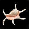 Florida Shells and Gifts One Giant Beautiful Spyder Conch Shell