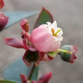 Bless Your Heart Blueberry Bush (2 Gallon) Fruit-Bearing Deciduous Shrub - Full Sun Live Outdoor Plant