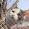 QILUCKY Nylon Cat Protection Net for Balcony, Transparent, Can Be