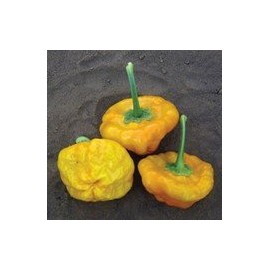 Pepper Hot Jamaican Yellow Great Heirloom Vegetable Seeds by Seed Kingdom (50 Seeds)