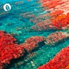 InnoNature Astaxanthin Capsules | Natural from Algae Haematococcus Pluvialis |