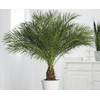 CEMEHA SEEDS - Seeds Canary Palm Tree (Scientific Name: Phoenix
