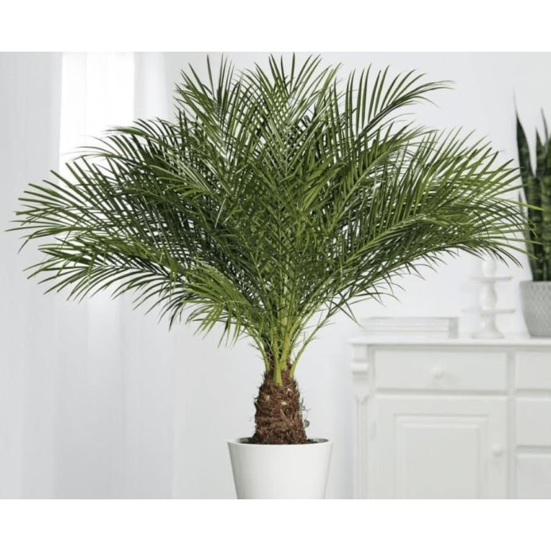 CEMEHA SEEDS - Seeds Canary Palm Tree (Scientific Name: Phoenix