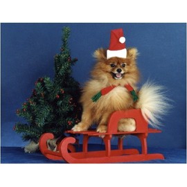 Pet Star Christmas Cards - Pomeranian