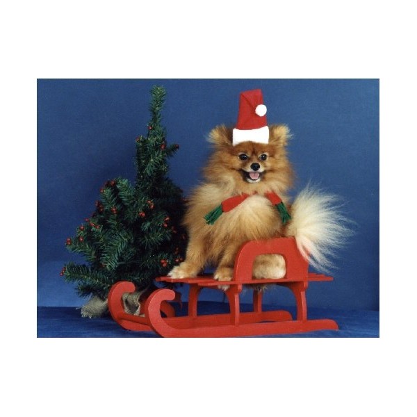 Pet Star Christmas Cards - Pomeranian