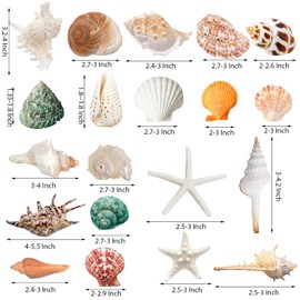 SKOOLOVE Large Sea Shells 20PCS for Decorating Mixed Beach Seashells Starfish Conch for Beach Party, Table scatters, Home Decor, DIY Crafts,Bathroom, Fish Tank Decorations