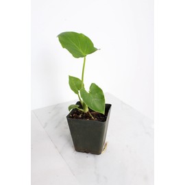 Generic Mini Philodendron Selloum Hope Starter Live Plant Fairy Garden Tree Tropical Houseplant Gift Indoor Plant Low Maintenance Easy Care Plant, Green
