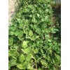 Mai's Family Bush Long Green Bean Seeds | Đậu Đũa