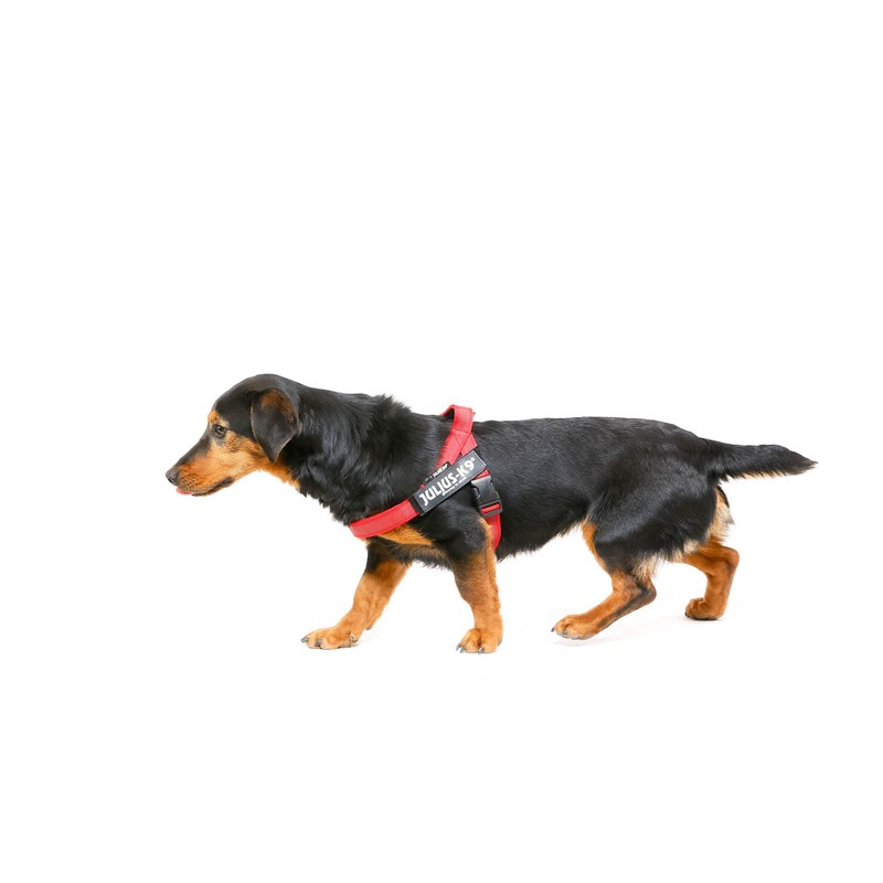 Julius-K9 16IDC-M-R-2015 IDC Color & Gray Belt Harness for Dogs,