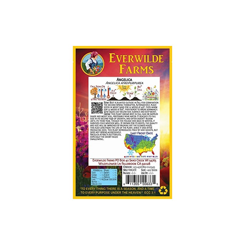 Everwilde Farms - 1 Oz Angelica Native Wildflower Seeds -