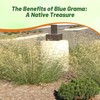 Outsidepride Blue Grama Native Grass Seed - 1 lb. Perennial,