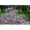 Pink Creeping Baby's-Breath 1000 Seeds Gypsophila Repens Rosea Groundcovers for