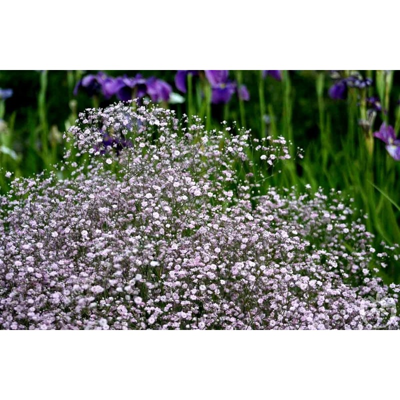 Pink Creeping Baby's-Breath 1000 Seeds Gypsophila Repens Rosea Groundcovers for