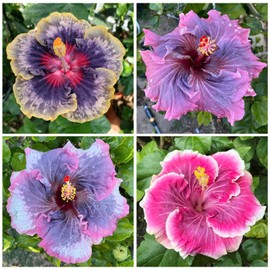 100+ Mixed Hibiscus Seeds Planting Outdoor- Perennial Rare Non-GMO Heirloom Hibiscus Flowers Plant for Your Garden Home