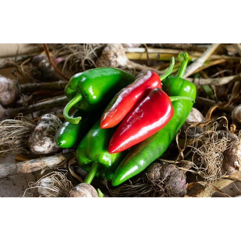 KIRA SEEDS - Seeds Jalapeno Chili Pepper - Hot -