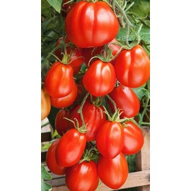 CEMEHA SEEDS - Seeds Red Truffle Tomato Determinate Non GMO Vegetable for Planting
