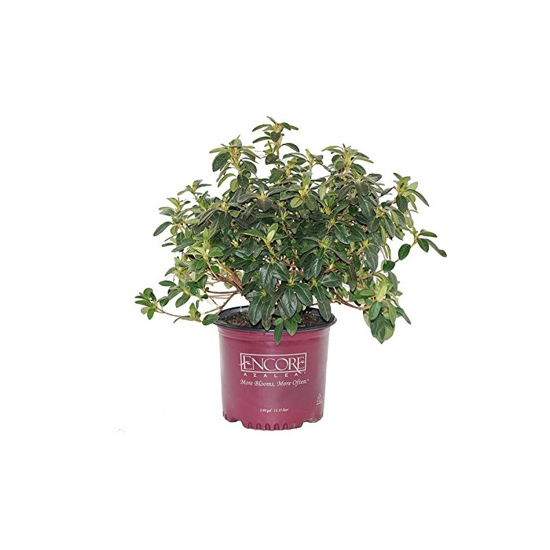 Azalea Encore Autumn Twist (Reblooming Azalea) Shrub, RB white/purple, #3