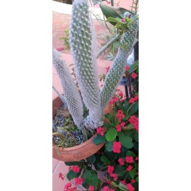 Cactus Hairy Rodger Cactus Rooted plant Engelmanni car beoskowitzii Snow White Old man