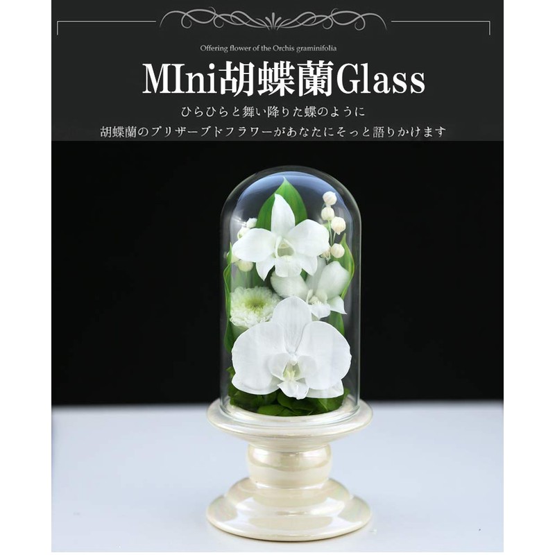 Art Four Seasons Buddha Flower (White) Mini Phalaenopsis Mini Glass