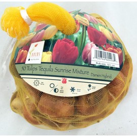 Tequila Sunrise Tulip - 50 Bulbs - Colorful Mix - 12/+ Cm Bulbs