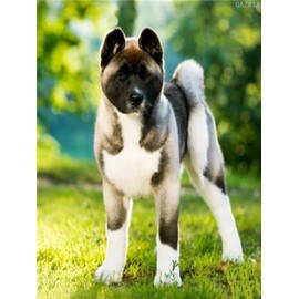 DIY 5D Diamond Painting by Numbers Diamond Art Kits, Akita Dog Diamond Painting Kits for Adults, Full Drill Embroidery Cross Stitch Painting Arts Wall Decor Painting Kits 30x40cm, 12x16inch