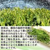 有機 国産 抹茶 パウダー100ｇ 粉末 オーガニック 国産有機抹茶100％品 お稽古用 製菓用 加工用