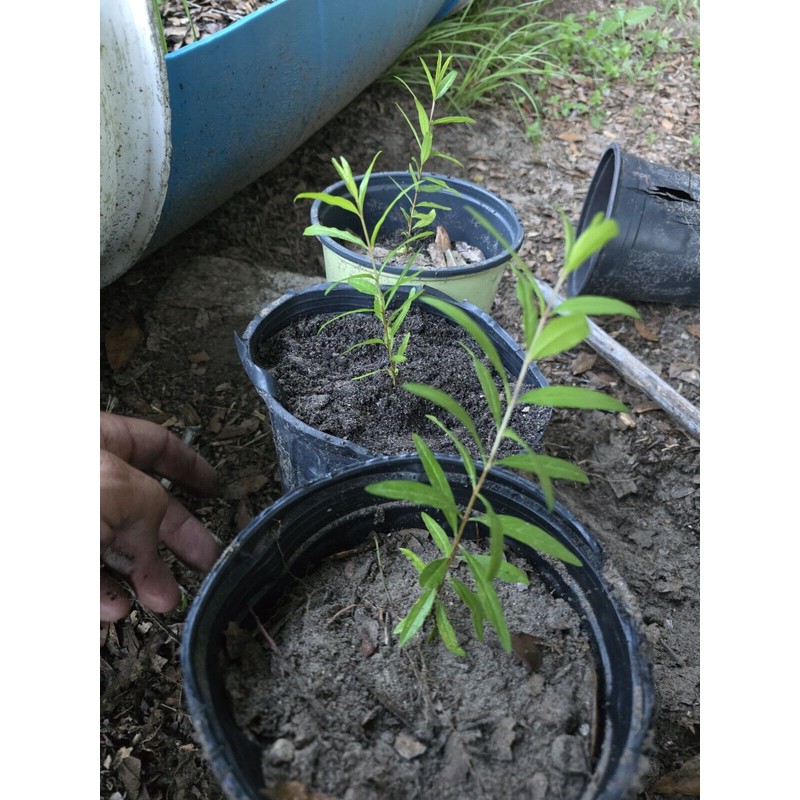 Oplantgarden (3)Pomegranate Fruit/ Seedling/ Plant - ( 7-10 Inches 3