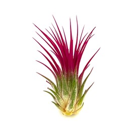 ragnaroc Air Plants - Tillandsia Ionantha, Regular 2-3" - 1ct - Organically Enhanced Color - Live Arrival Guaranteed - House Plants for Home Decor & Gift, Miami Pink