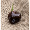 Chocolate Scotch Bonnet Heirloom Pepper Premium Seed Packet + More
