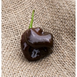 Chocolate Scotch Bonnet Heirloom Pepper Premium Seed Packet + More