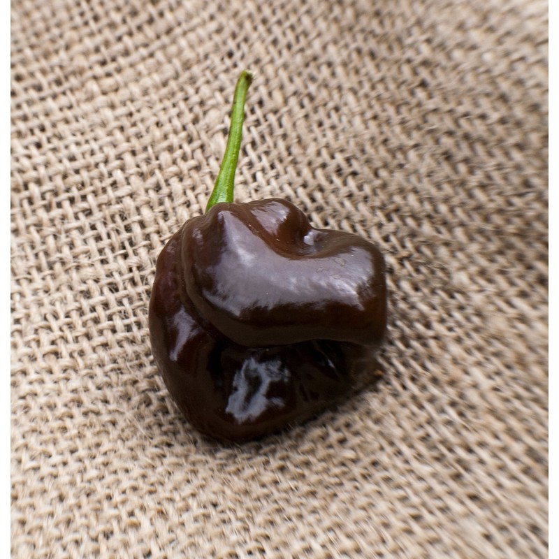 Chocolate Scotch Bonnet Heirloom Pepper Premium Seed Packet + More