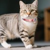 AIITLE Cat Collar 2 Pack with Bell, Breakaway Safety Buckle