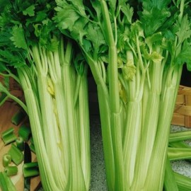Axel's Garden Seeds Tendercrisp Celery Seeds for Planting - Non GMO Heirloom Vegetable Seeds - 100 Seeds