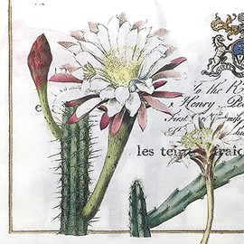 Cocktail Napkins (Guatemala Plants II)