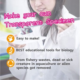 DIY Transparent Seahorse Specimen Kit - Educational, Ocean Animal, Diaphonized