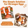 Chicken Oyster Shell Feeder and Grit Feeder Combo