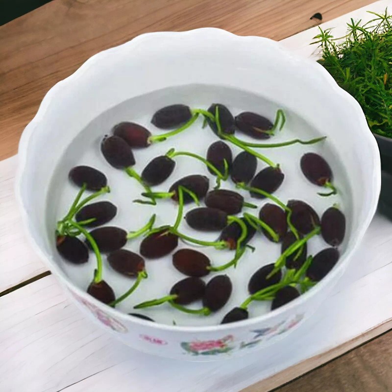 Nygardenia 10pcs Pre-Sprouted Mixed Color Bonsai Bowl Lotus - Ready