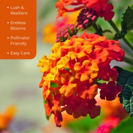 12 Radiation Lantana Bushes, Live Plants (Lantana Camara 'Radiation') – Vibrant Orange-Red Blooms, Thriving in 2.5" Nursery Cubes