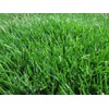 KVITER 1/8 Lb Zenith Zoysia Grass Seed (Zoysia Japonica) –