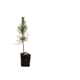 The Jonsteen Company Japanese Black Pine | Small Tree Seedling | The Jonsteen Company
