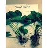 25 Sweet Charlie Strawberry Plants bare root
