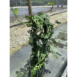 Morris Monstera Adansonii Swiss Cheese Live Plant, With A Wooden Trellis In A 8” Pot.