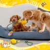 Hsei 2 Pcs Large 3.5inch Dog Toy Ball on a