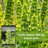 Sow Right Seeds - Bells of Ireland Flower Seeds for