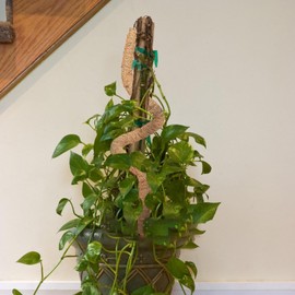 Genérico Tutor para Plantas Trepadoras, Poste De Musgo Plegable, Poste Flexible Y Reutilizable De Fibra De Coco, Musgo Y Palmeras Trepadoras, para Plantas, Enredaderas, Jardín Patio